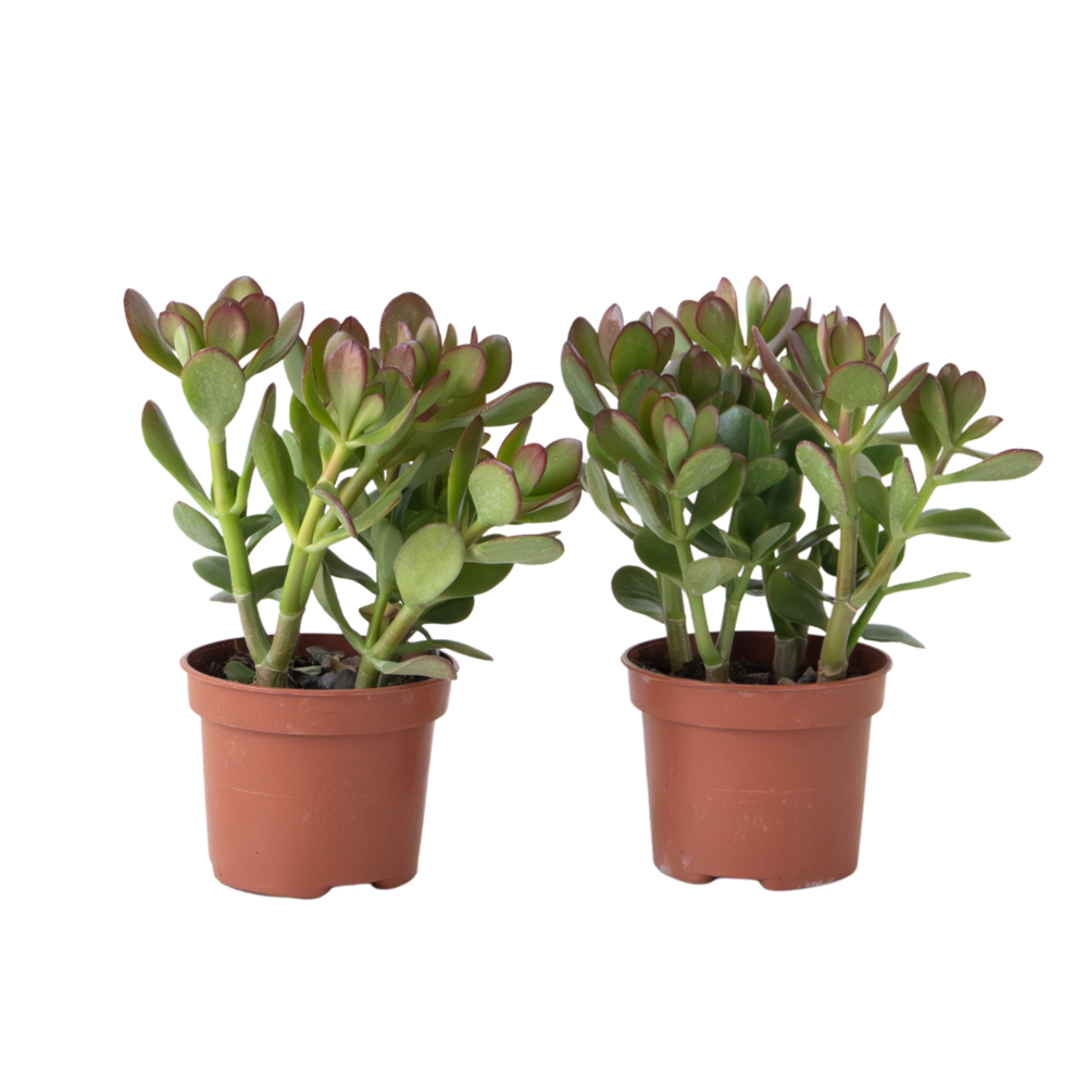 Arbre à jade - lot 2 - crassula ovata - hauteur 15-25cm - ø12cm