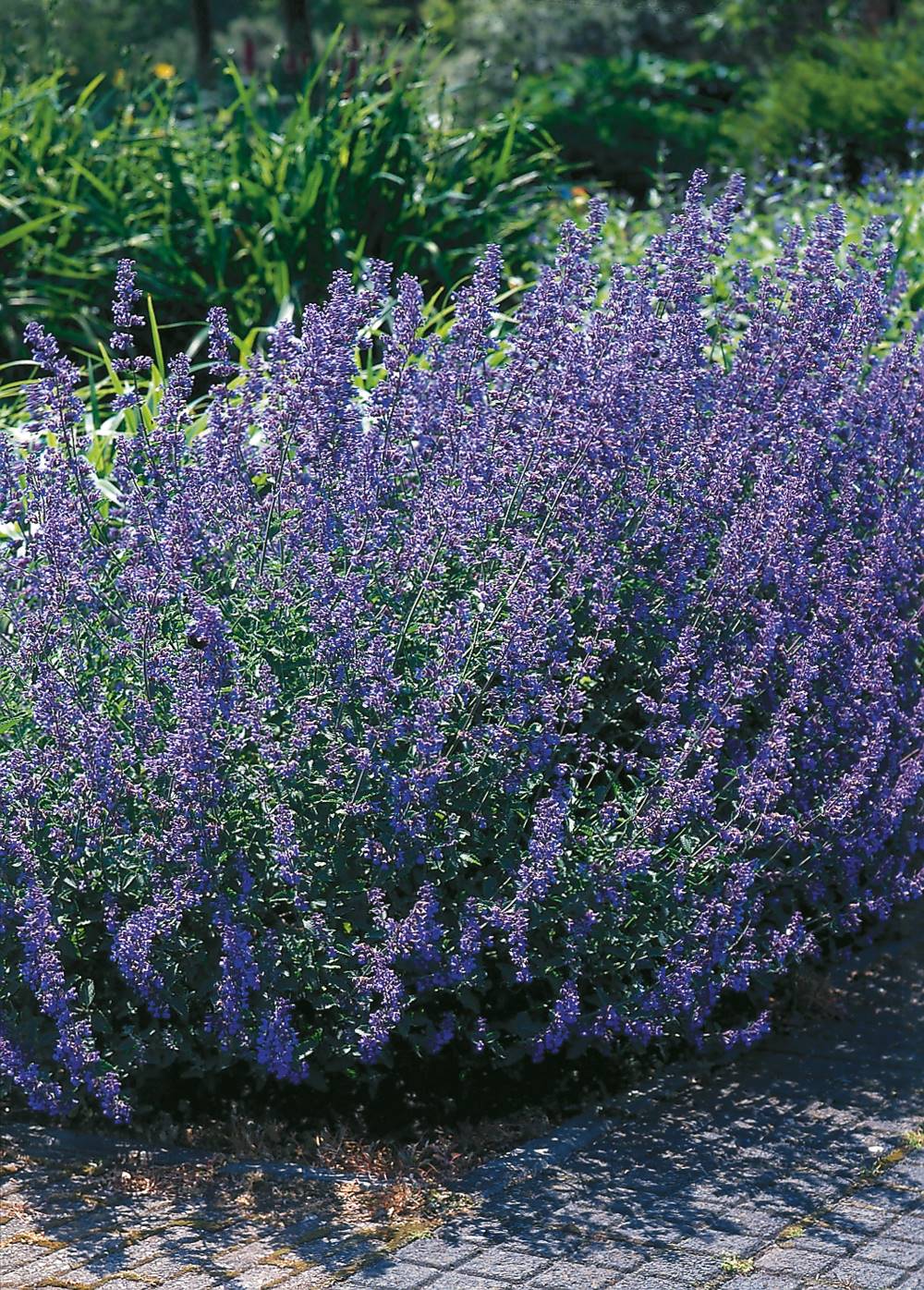Nepeta faassensii six hill's giant plante vivace - 3 godets