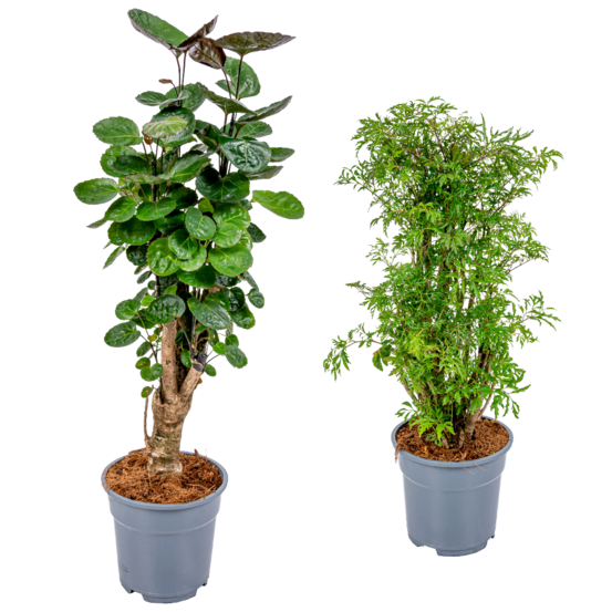 Lot de 2 polyscias - fabian & fruticosa - aralia - hauteur 50-70 cm - pot 17 cm