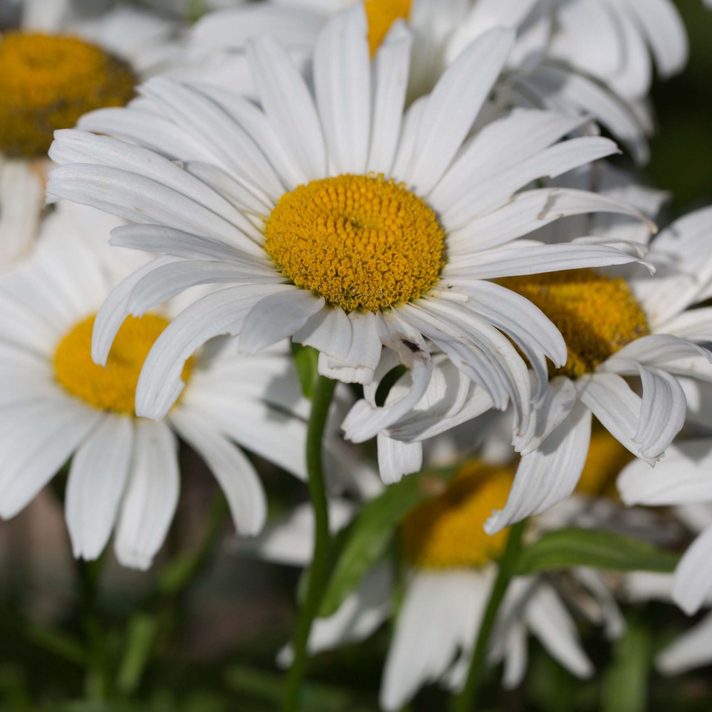Marguerite 'snow lady' pot de 2l/3l
