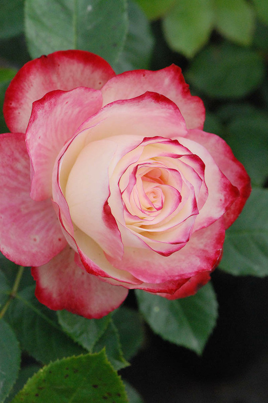 Rosier 'jubilé du prince de monaco ?' - en pot de 5 litres