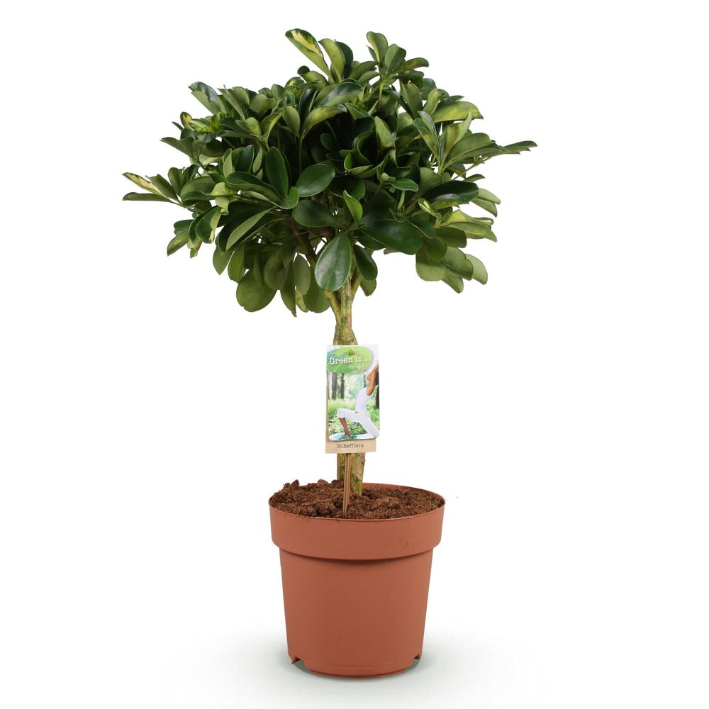 Schefflera gold capelle - pot de 21cm - hauteur 70-81cm