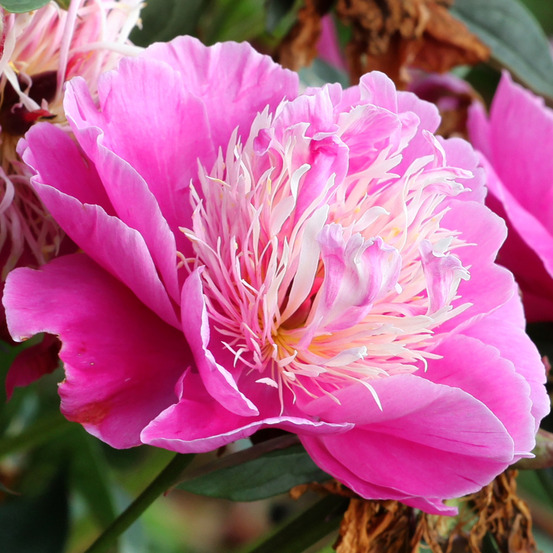 Pivoine de chine 'fantastic' pot de 3l/4l