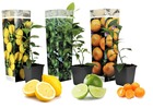 Citrus mix - set de 3 - citron, citron vert, orange - ⌀9cm - hauteur 25-40cm