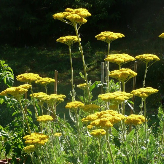Achillée 'cloth of gold' pot de 2l/3l