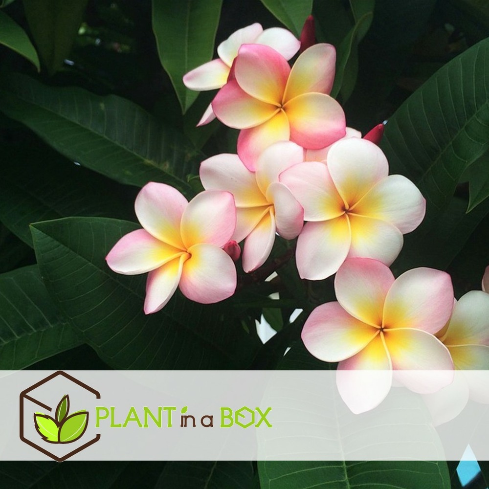 Frangipanier hawaii - plumeria rubra 'rose' - hauteur 55-70cm - ⌀17cm