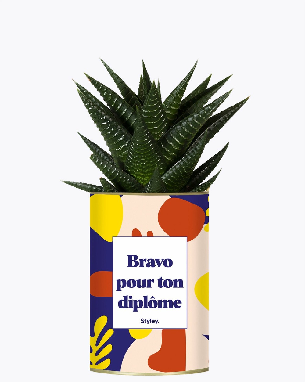 Plante drôle - bravo pour ton diplôme - cactus