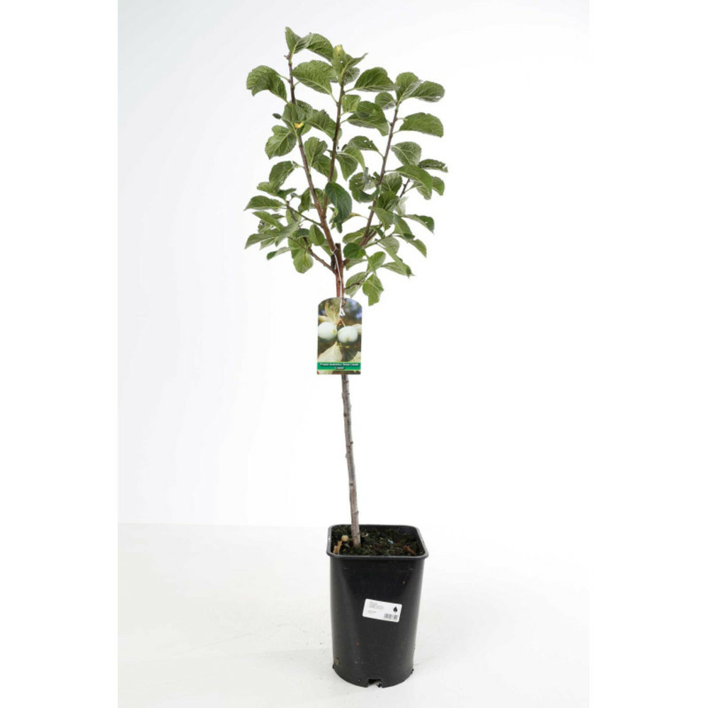 Prunier reine claude doree 120cm pot 5l - prunus domestica