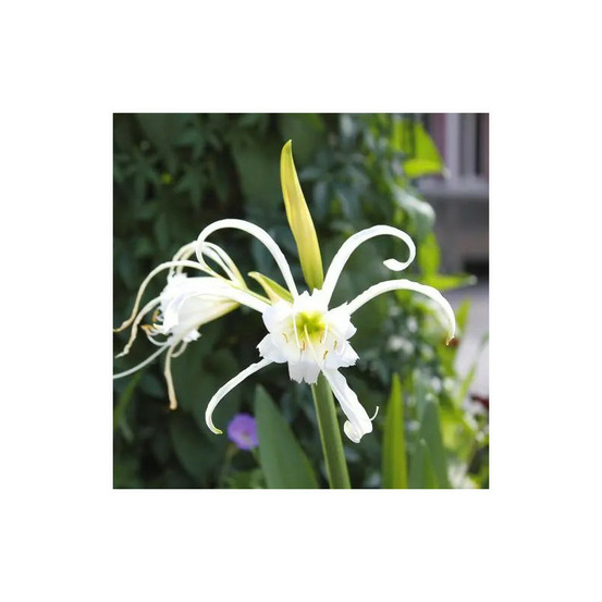 Bulbe de lis araignée blanc sachet de 3 bulbes