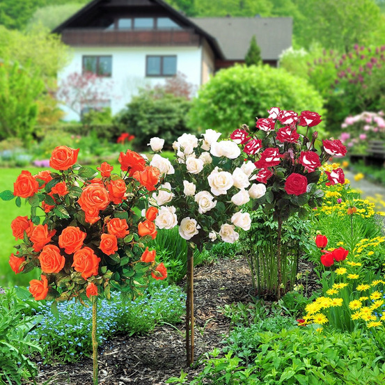 Collection de 3 rosiers tiges : ramona, korbin, osiria - le paquet de 3 racines nues / tige 60cm