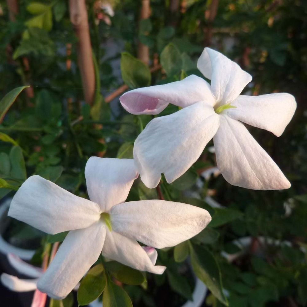 Jasmin d'espagne pot de 2l/3l
