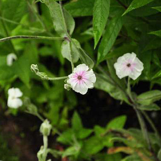 6 x lychnis coronaria 'alba' - lychnis coronaria 'alba' - godet 9cm x 9cm