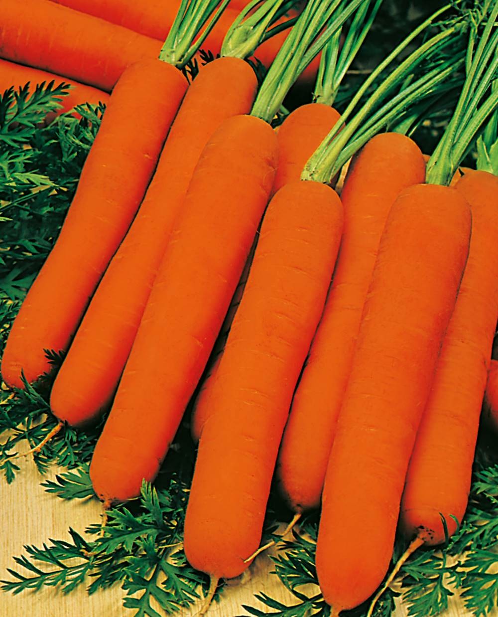 Carotte nairobi hf1 - 1000 graines