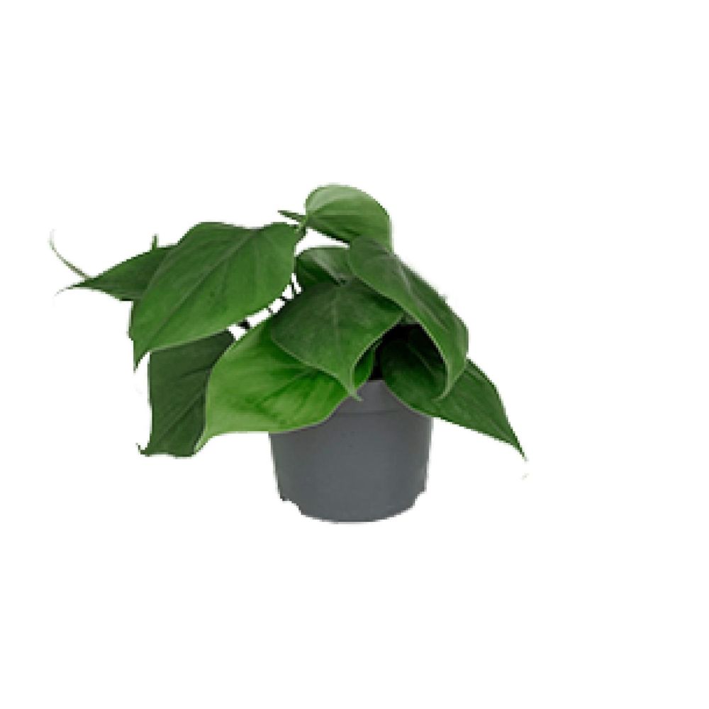 Philodendron scandens - ø12cm - ↕15cm - plantes d'intérieur