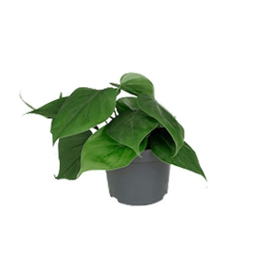 Philodendron scandens - ø12cm - ↕15cm - plantes d'intérieur