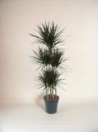 Plante d'intérieur - dracaena magenta carrousel - 150cm - ø31 150cm