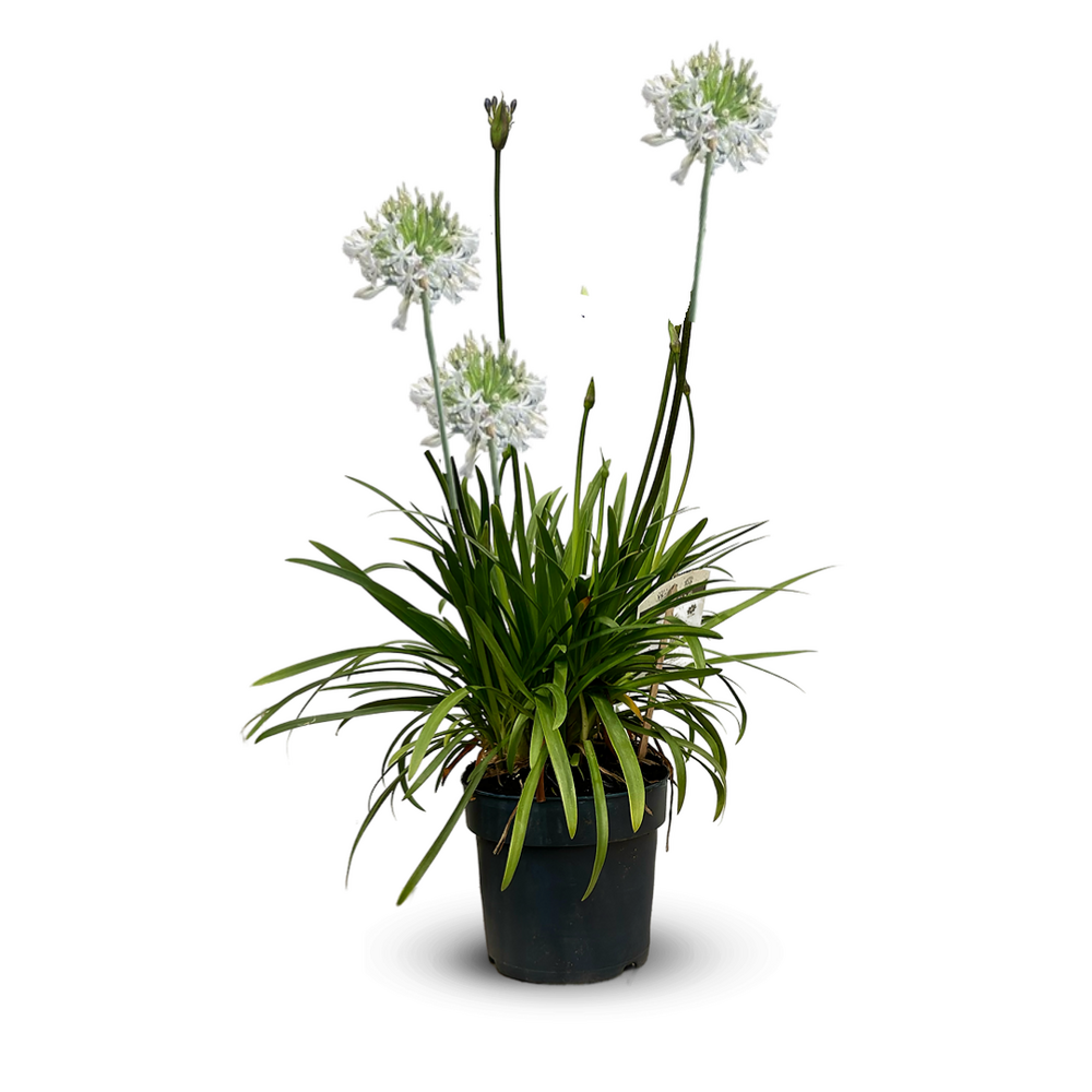 the prayer plant Shop for Maranta Beauty Kim