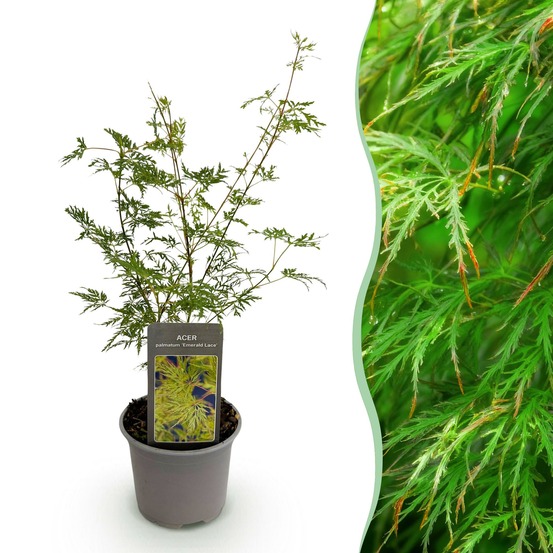 Acer palmatum emerald lace – pot 12 cm – hauteur 35 cm