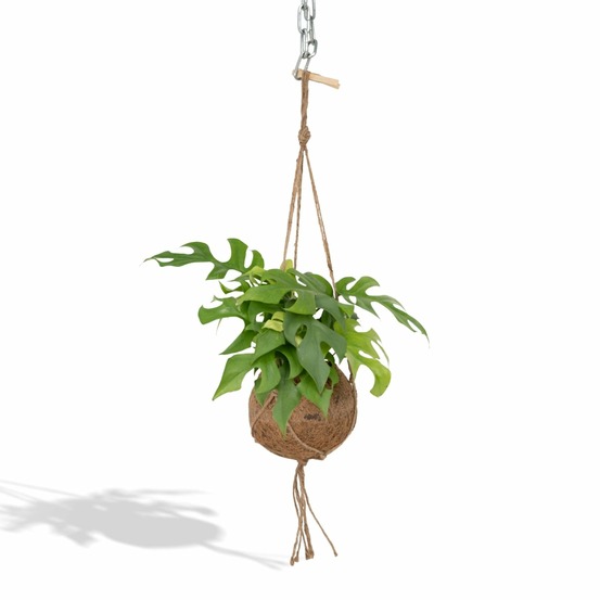Kokodama monstera minima - usine à trous - h25 cm - ø15 cm
