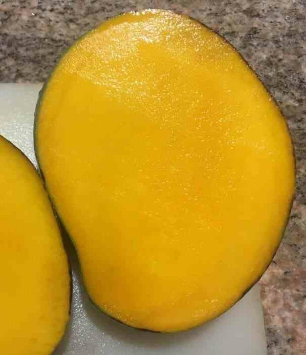 Manguier : mangifera indica var.keitt pot de 7 litres ? 80/100 cm