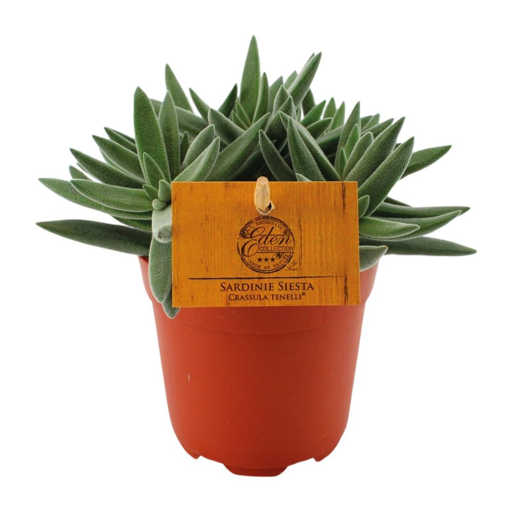 Crassula tenelli - ø11cm - ↕15cm - plantes d'intérieur
