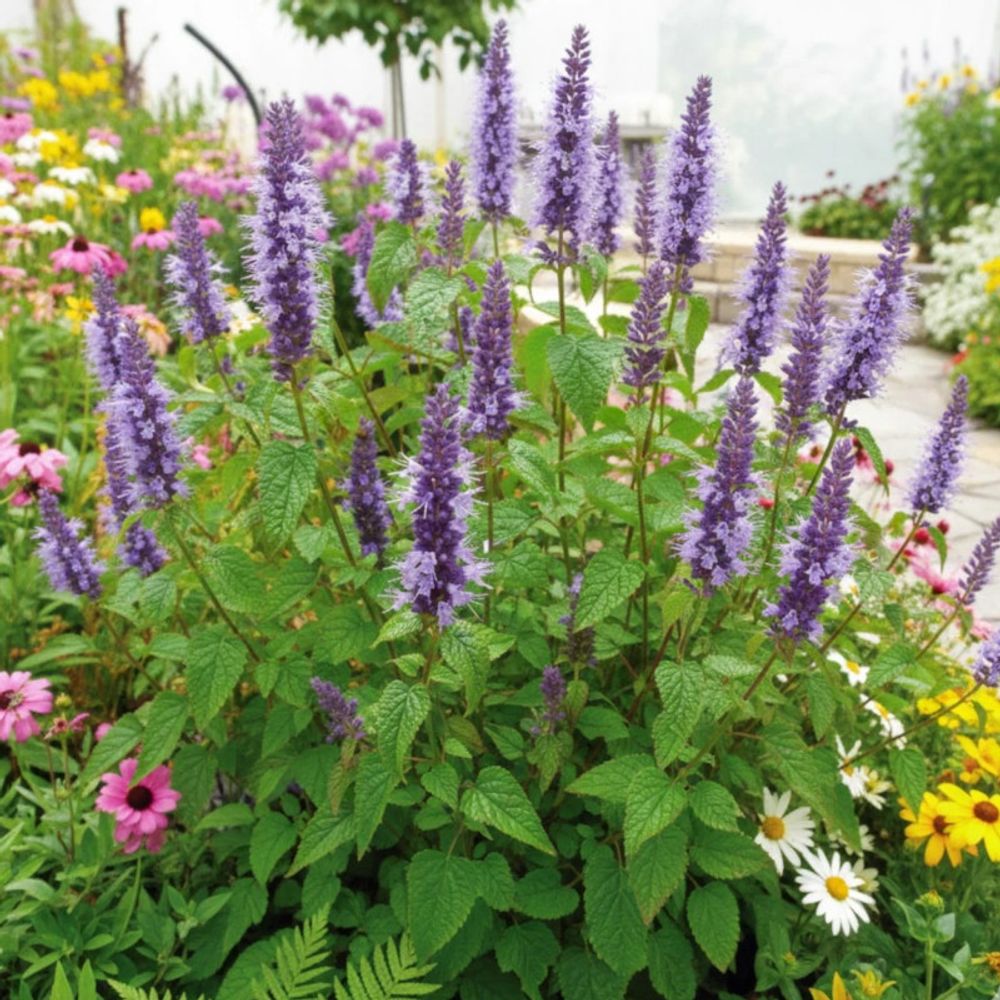 Agastache rugueuse little adder godet - 5/20 cm