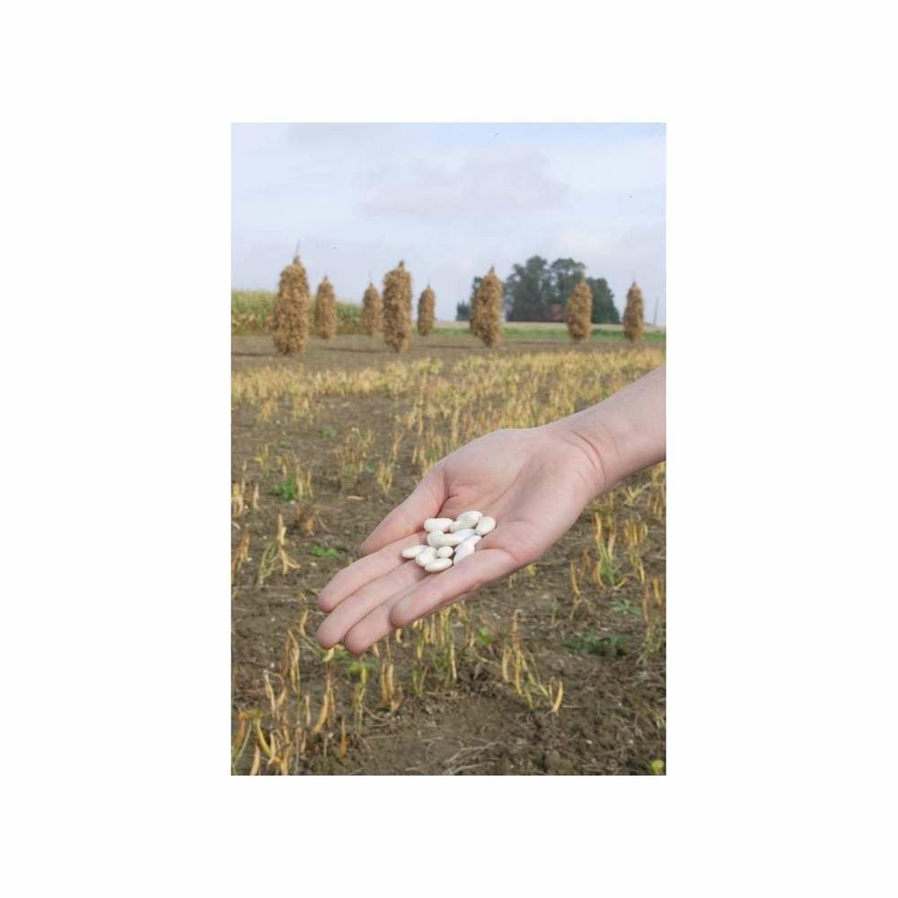 Graines d'haricot nain à écosser flageolet blanc de flandres 90g