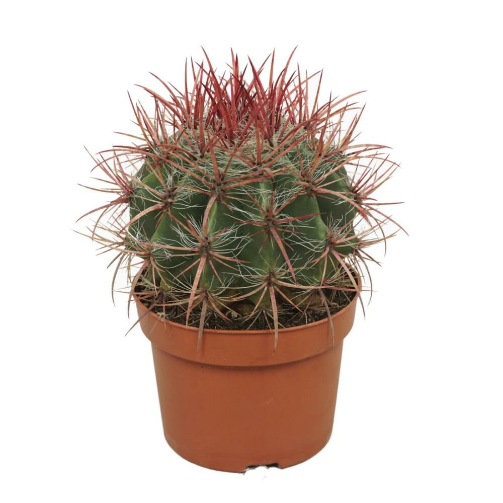 Cactus rouge langue du diable ferocactus stainesii plante d'intérieur facile à entretenir pot 12cm