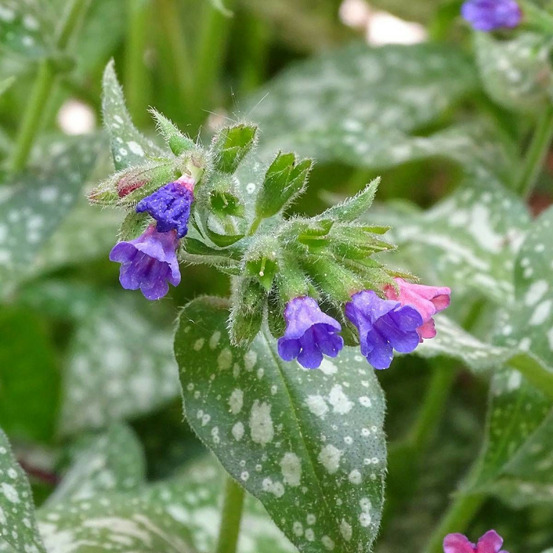 Pulmonaire trevi fountain godet - 5/20 cm