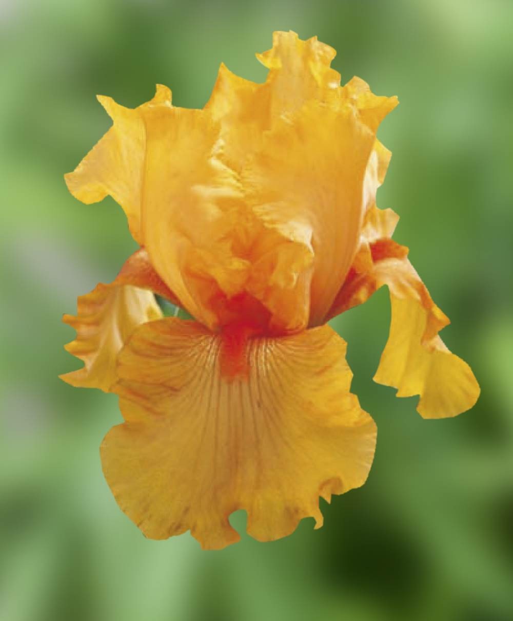 Iris des jardins granada gold - le godet