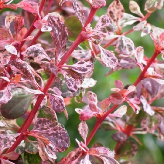 2 x épine-vinette de thunberg - berberis thunbergii 'harlequin' - 30-40 cm pot