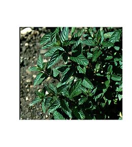 Menthe poivrée godet de 8/9 cm