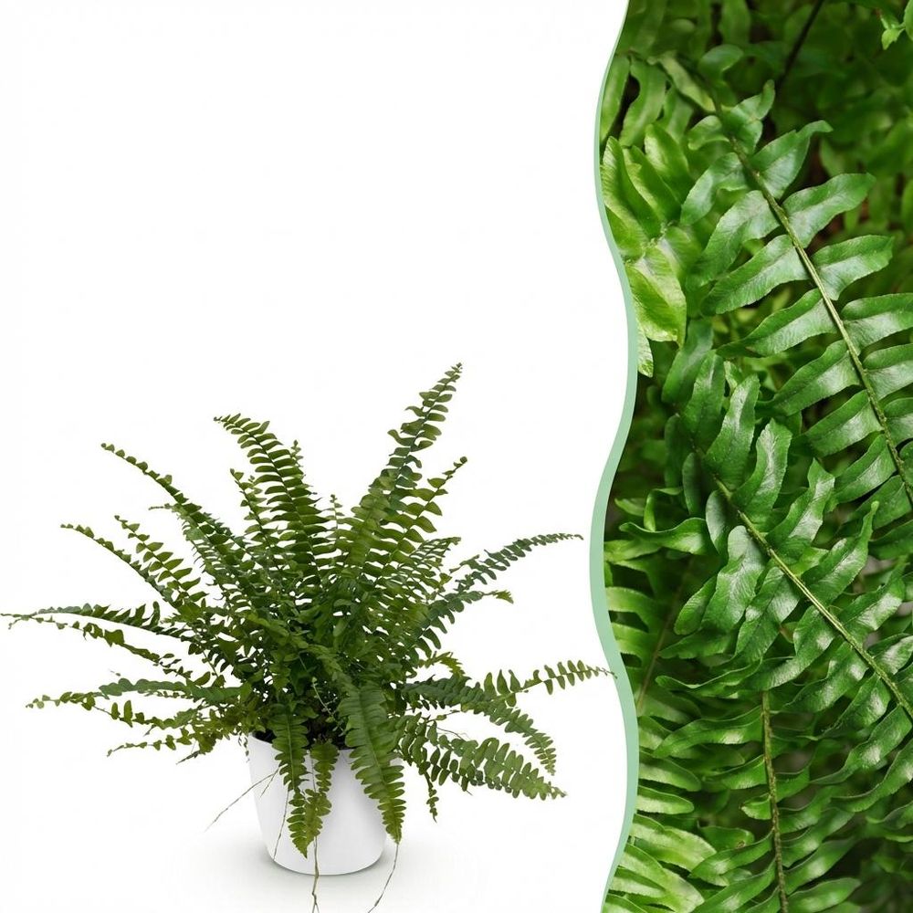 Nephrolepsis exaltata green lady - pet-friendly - pot de 12cm - hauteur 25-30cm - plantes d'intérieur