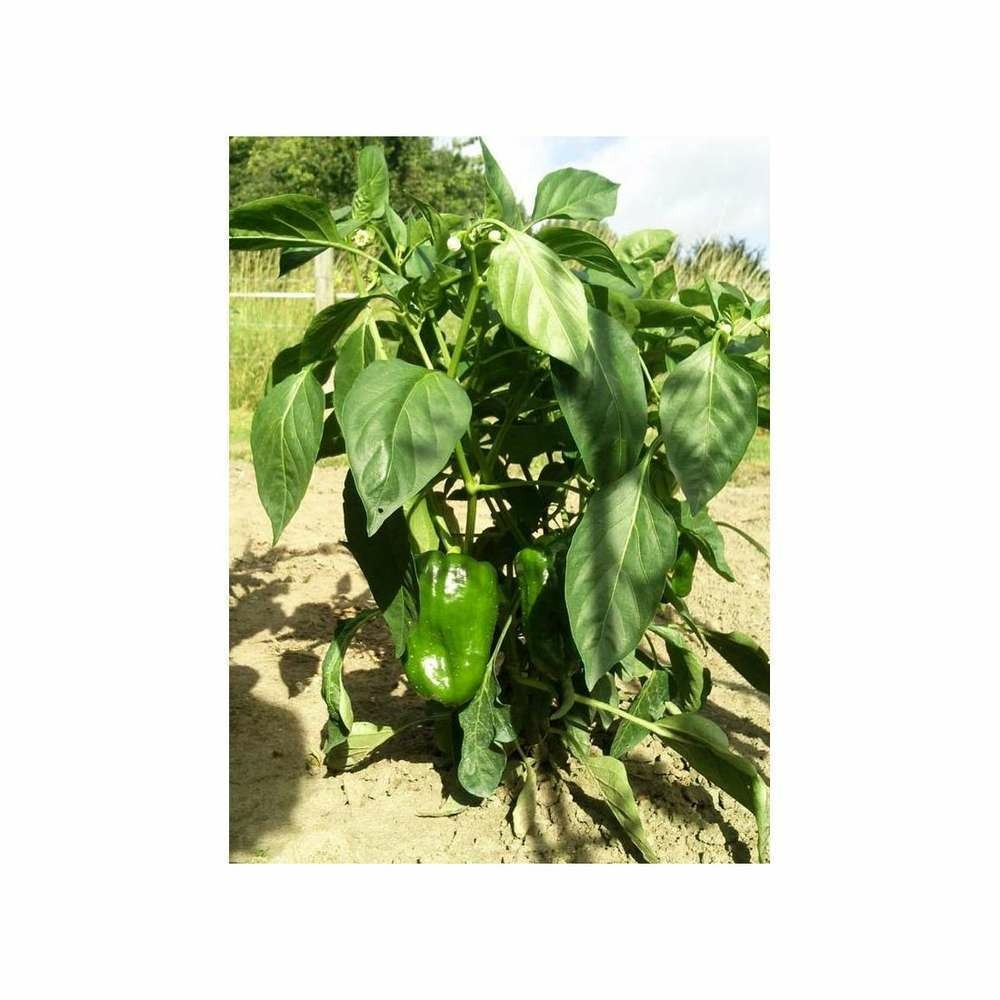 Graines de poivron doux d'espagne