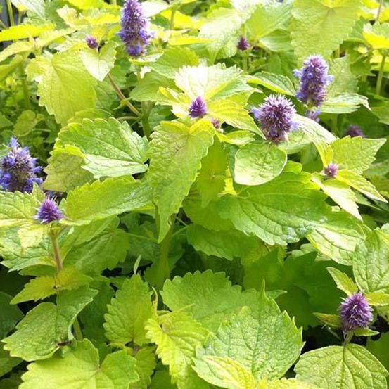 Agastache à odeur de fenouil 'golden jubilee' godet de 7/8 cm