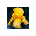 2 iris 'granada gold' - vendu par 2 - godet 9cm