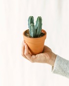 Plante d'intérieur - myrtillocactus (mini cactus) 10cm