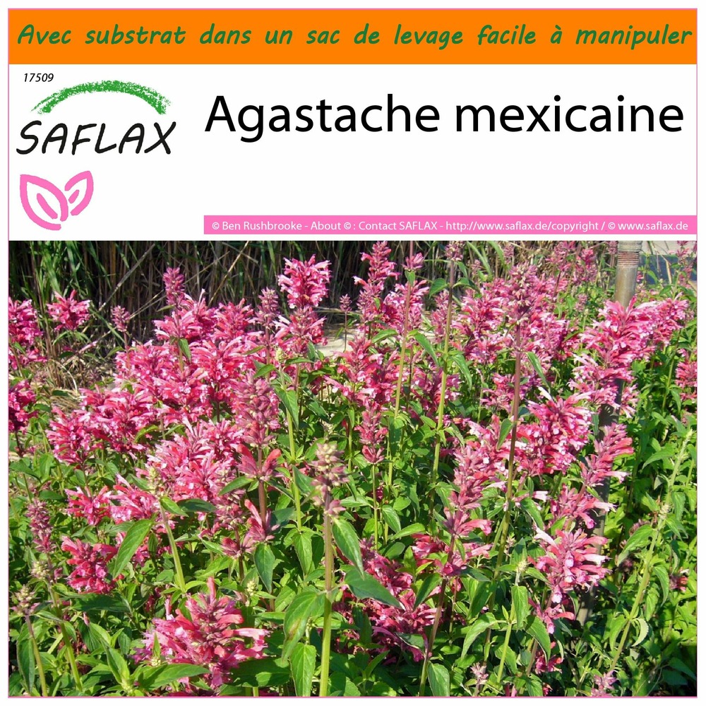 Garden in the bag - agastache mexicaine - 50 graines - agastache mexicana