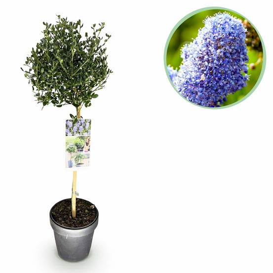 Ceanothus impressus victoria – pot 19 cm – hauteur 90 cm