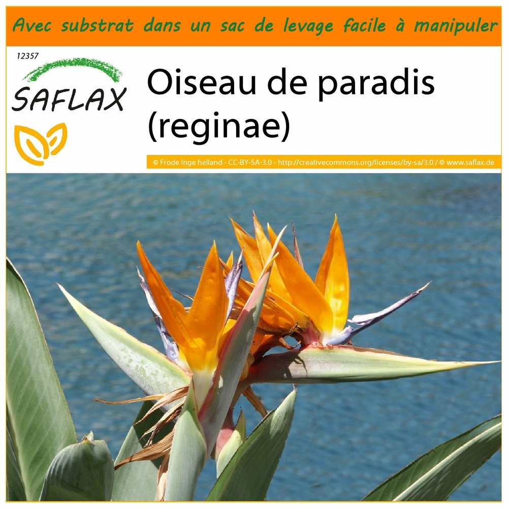 Garden in the bag - oiseau de paradis (reginae) - 5 graines - strelitzia reginae