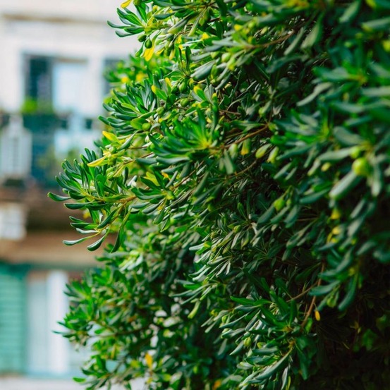 Pittospore de Chine (Pittosporum Tobira)