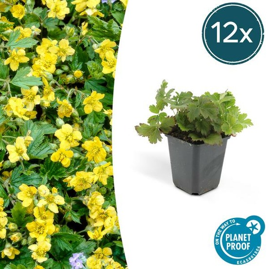 Waldsteinie faux-fraisier x12 – entre 0,75 et 1m2