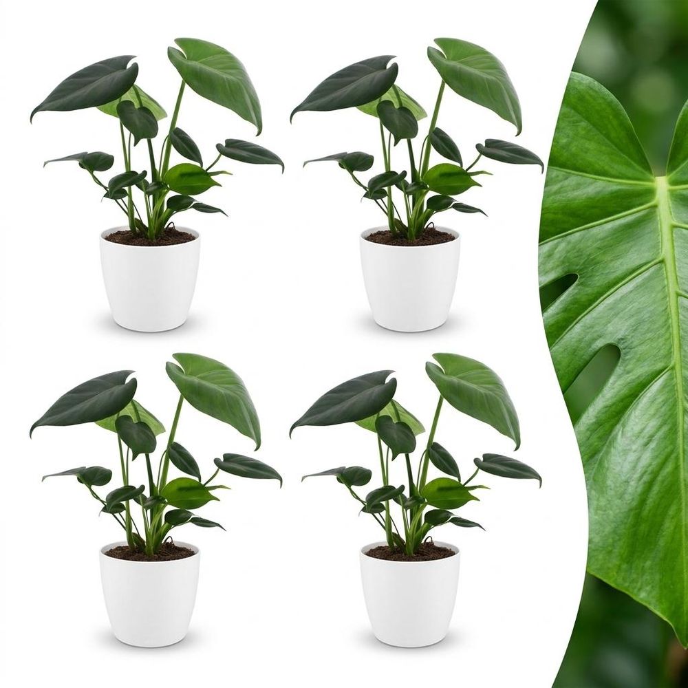 Monstera deliciosa - pot de 12cm