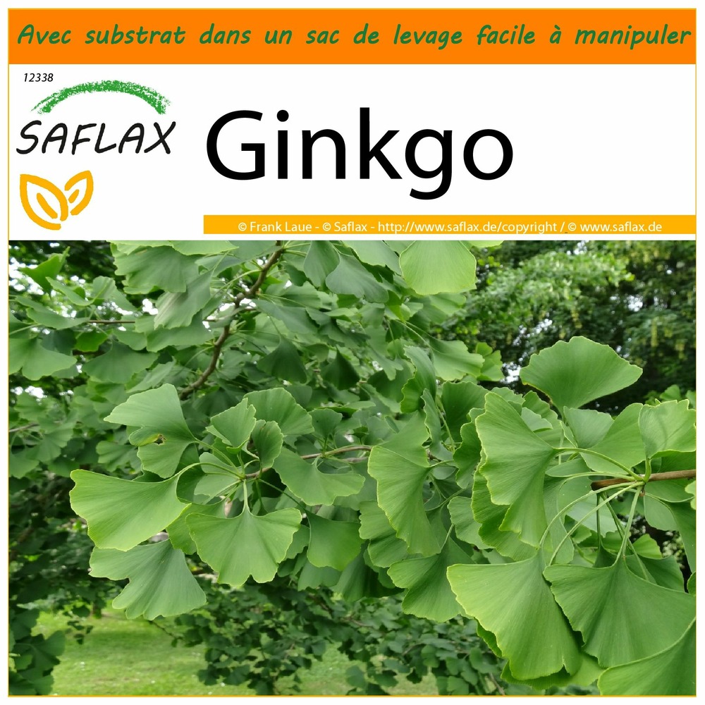 Garden in the bag - ginkgo - 4 graines - ginkgo biloba