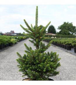 Épicéa 'will's zwerg' pot de 7,5l/10l