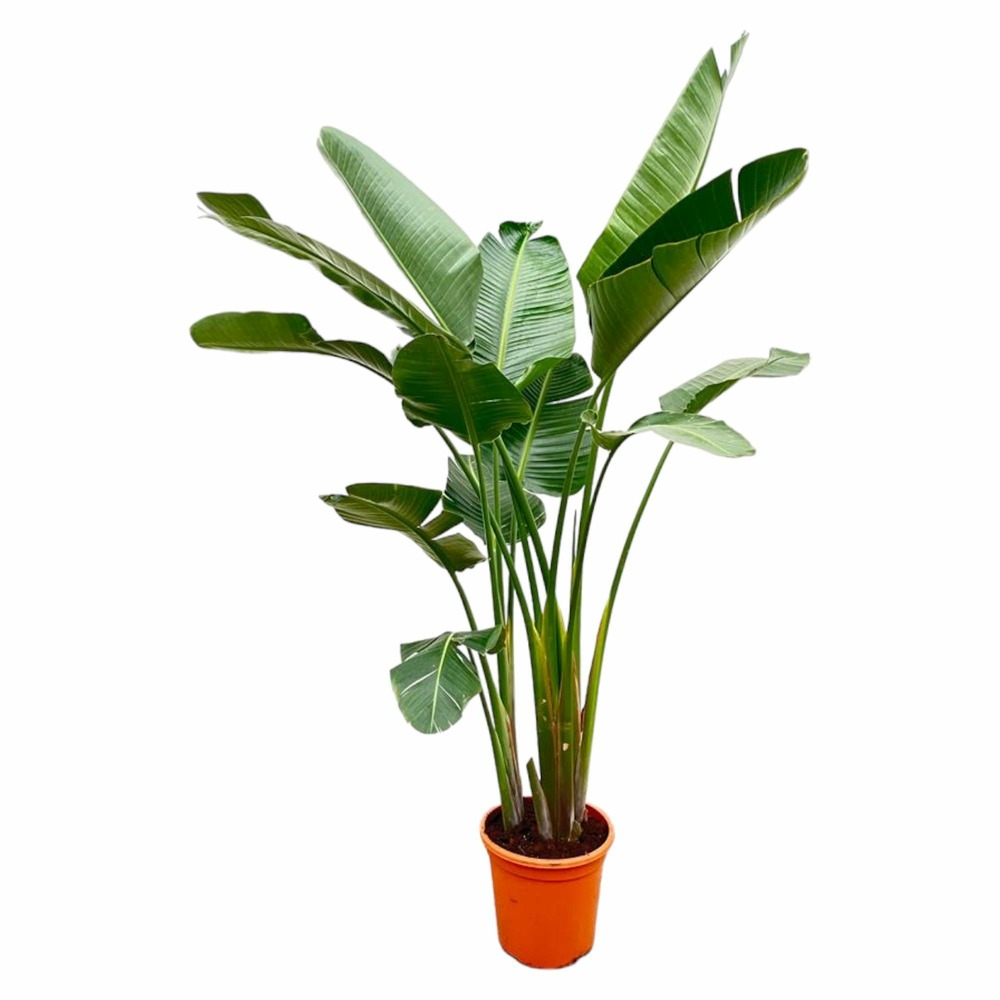 Strelitzia augusta de luxe xxl - h250 cm - ø38 cm