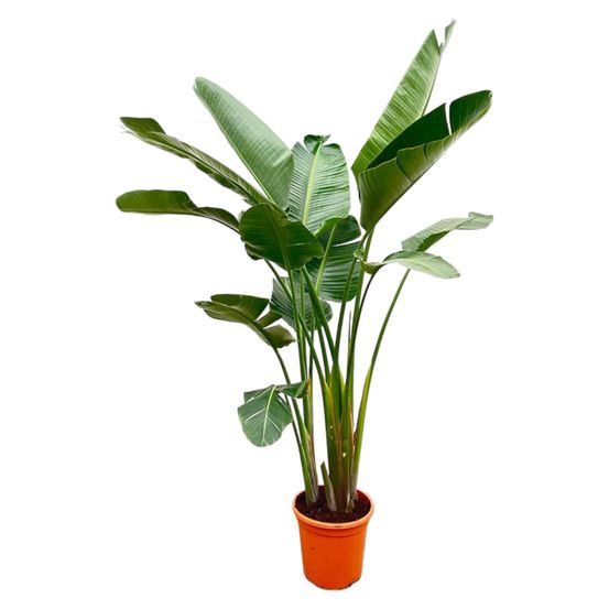 Strelitzia augusta de luxe xxl - h250 cm - ø38 cm