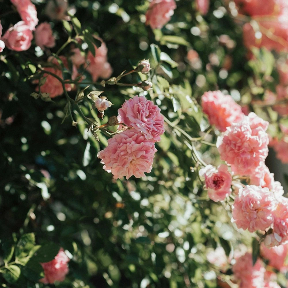 Rosier arbustif l´autre rose® 'delviro' pot de 5l - touffe