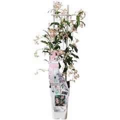 Trachelospermum 'star of ibiza' - jasmin de toscane rose - h65 cm - ø15 cm