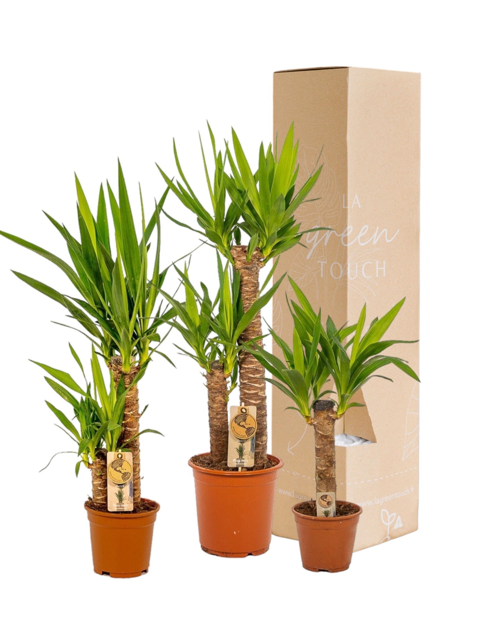 Plante d'intérieur - coffre cadeau yucca - lot de 3 plantes, h100cm 100cm